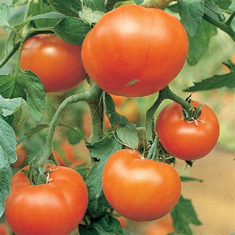mountain delight tomato